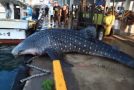 Whale Shark Gets Caught And Then Released