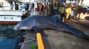 Whale Shark Gets Caught And Then Released