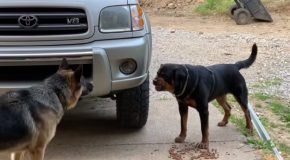 Young And Aggressive Rottweiler Vs Alpha German Shepherd, Who Wins?