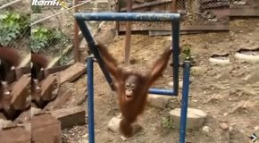 Baby Orangutan Hurts Itself And Cries Like A Child!