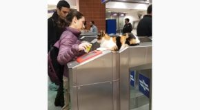 Cat Sits Around In A Train Station!