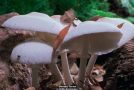 Cool Process Behind The Filming Of Timelapse Clips For Mushrooms!