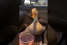 Duck Gets Angry Until It Gets Some Ice Water!