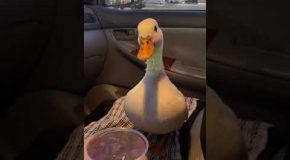 Duck Gets Angry Until It Gets Some Ice Water!