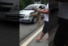 Good Guy Helps A Sloth Cross The Road!