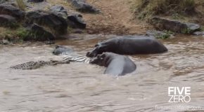 Hippopotamus And Crocodile Feed On A Dead Zebra!