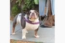 Man Sees His Bulldog Out On A Walk, Stops To Talk To Him!