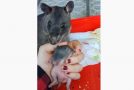 Adorable Rat Drags Woman’s Hand To Show Her It’s Baby!