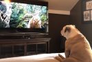 Bulldog’s Reaction To Distressed Actress On TV Is Incredible!