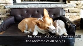 Corgi Becomes Amazing Foster Mother For Other Animals!