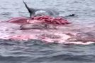 Dead Whale Full Of Decomposition Gases Explodes!