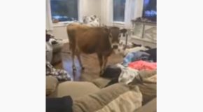 Dog Decides To Bring A Cow Into The Living Room And Stand With It!