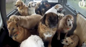Dog School Bus Picking Up Puppies For School!