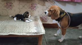 Father And Daughter Beagle Engage In A Deep Conversation!