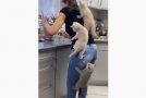 Kittens Get Impatient About Getting Their Food, Climb Onto Woman!