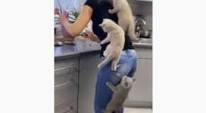 Kittens Get Impatient About Getting Their Food, Climb Onto Woman!