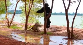 Man In A Gorilla Costume Tries Fighting Monkeys!
