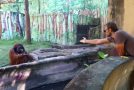 Orangutan Eats A Banana And Throws Back The Peel!