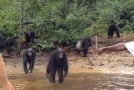 Researching The Island Of Chimpanzees