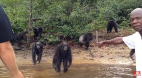 Researching The Island Of Chimpanzees