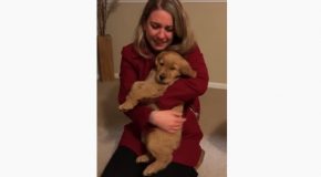 Wife Gets A Puppy As A Surprise Christmas Present!
