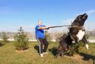 12 Of The Most Illegal Dogs Seen In Action!