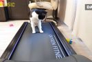 Cat Getting Used To The Treadmill!