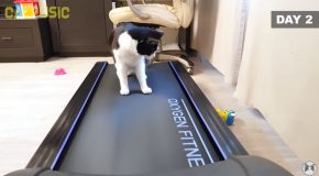 Cat Getting Used To The Treadmill!