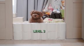 Dog Jumps Over Ever-Growing Toilet Paper Wall!