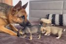 German Shepherd Dog’s Reaction To Meeting Puppies For The First Time!
