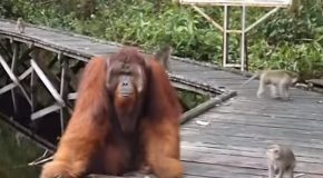 Monkey Tries To Steal Banana From Orangutan, Pays The Price!