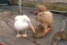 Pelican Tries To Eat A Capybara, Fails!