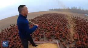 The Chinese Farmer With His Army Of 70,000 Chickens!