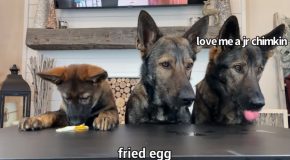 3 German Shepherds Reviewing Food Is The Cutest Thing On The Internet!