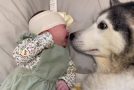 Adorable Husky Makes Baby Stop Crying In The Cutest Way Ever!