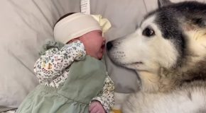 Adorable Husky Makes Baby Stop Crying In The Cutest Way Ever!