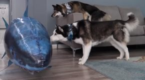Cute Husky Gets Pranked By A Floating Shark!