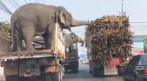 Elephants Being Transported On Trucks Steal Sugarcane From A Truck!