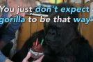 Koko, The Western Lowland Gorilla That Can Talk!