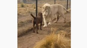 Lion Literally Asks Dog For Forgiveness!