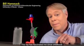 Looking Into The Clever Engineering Behind The Drinking Bird!