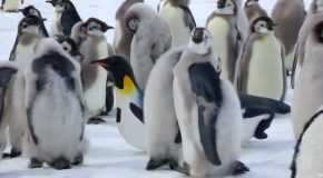 Penguin Chicks Under Attack Get Saved By An Unlikely Hero!