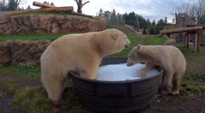 Polar Bear Sisters Have Fun In A Tub Full Of Ice!