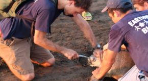 Removing A Plastic Fork From A Sea Turtle’s Nose!