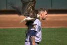 Bald Eagle Lands Right On Paxton!