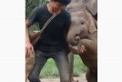 Cute Baby Elephant Plays With Human!