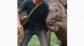 Cute Baby Elephant Plays With Human!