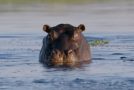 How Hippos Can’t Exactly Swim!