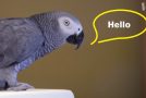 How Parrots Can Talk Like Humans!