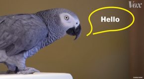 How Parrots Can Talk Like Humans!